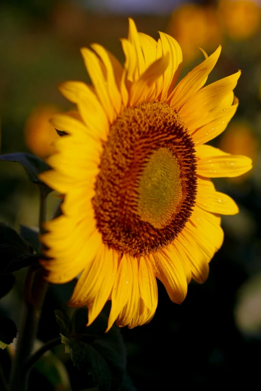 a close up of a sunflower in a field, by David Simpson, slide show, sunset light, grey, low detailed