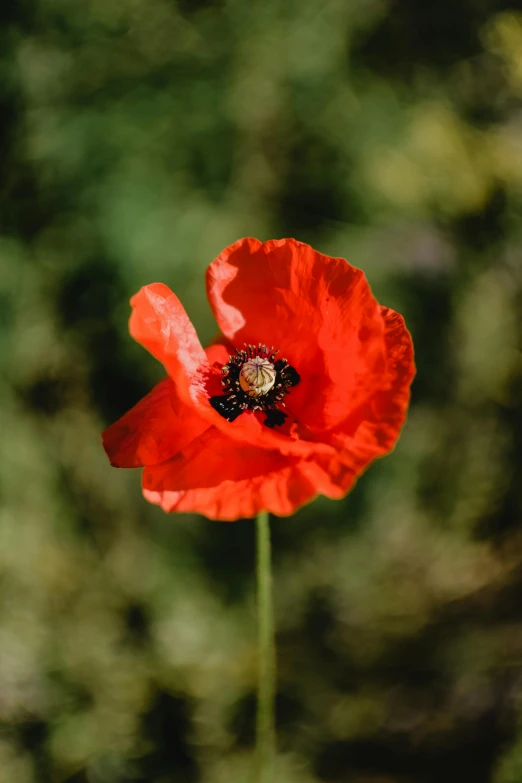 a close up of a red flower in a field, a portrait, pexels, ww1, remembrance, paul barson, a high angle shot