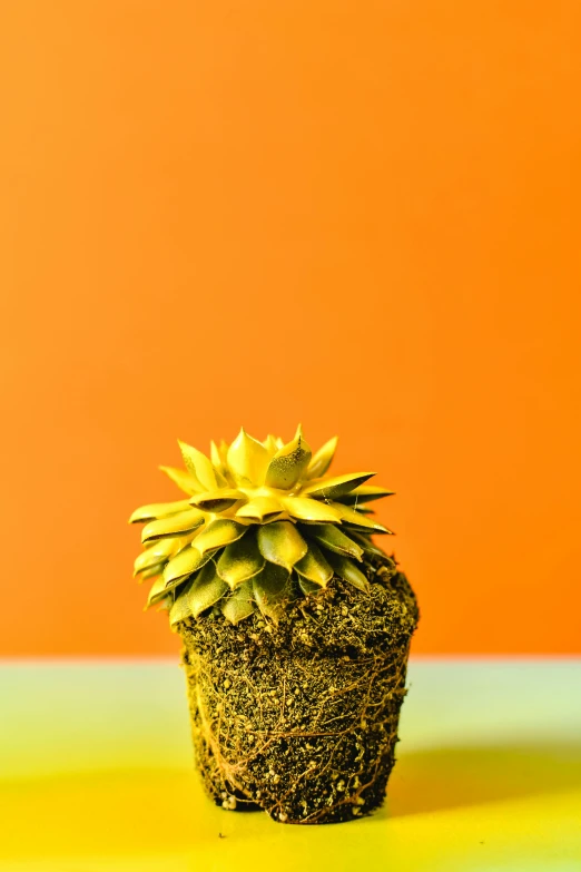 a small cactus sitting on top of a table, a digital rendering, inspired by Elsa Bleda, shutterstock contest winner, yellow-orange, spanish moss, close - up studio photo, bright and energetic