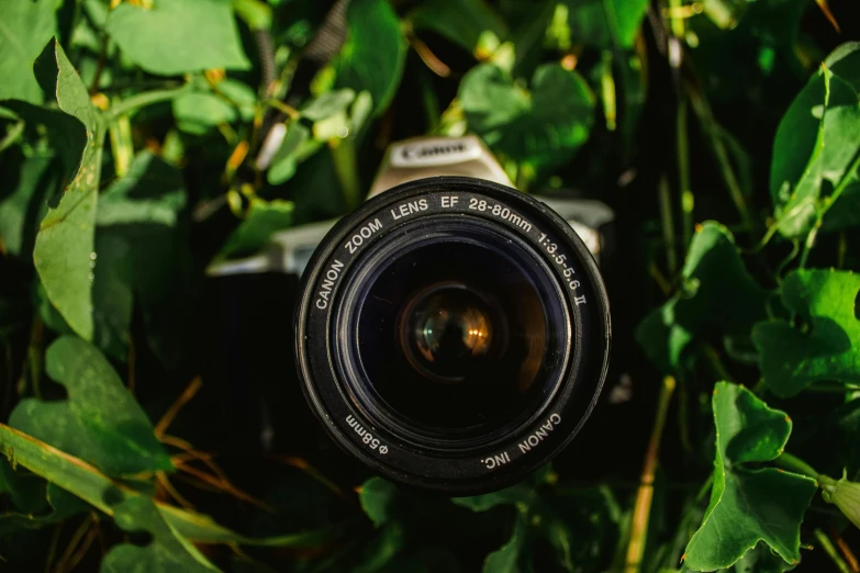 a camera sitting on top of a lush green field, pexels contest winner, photorealism, canon macro lens, looking up at camera, zoom lens, plant photography