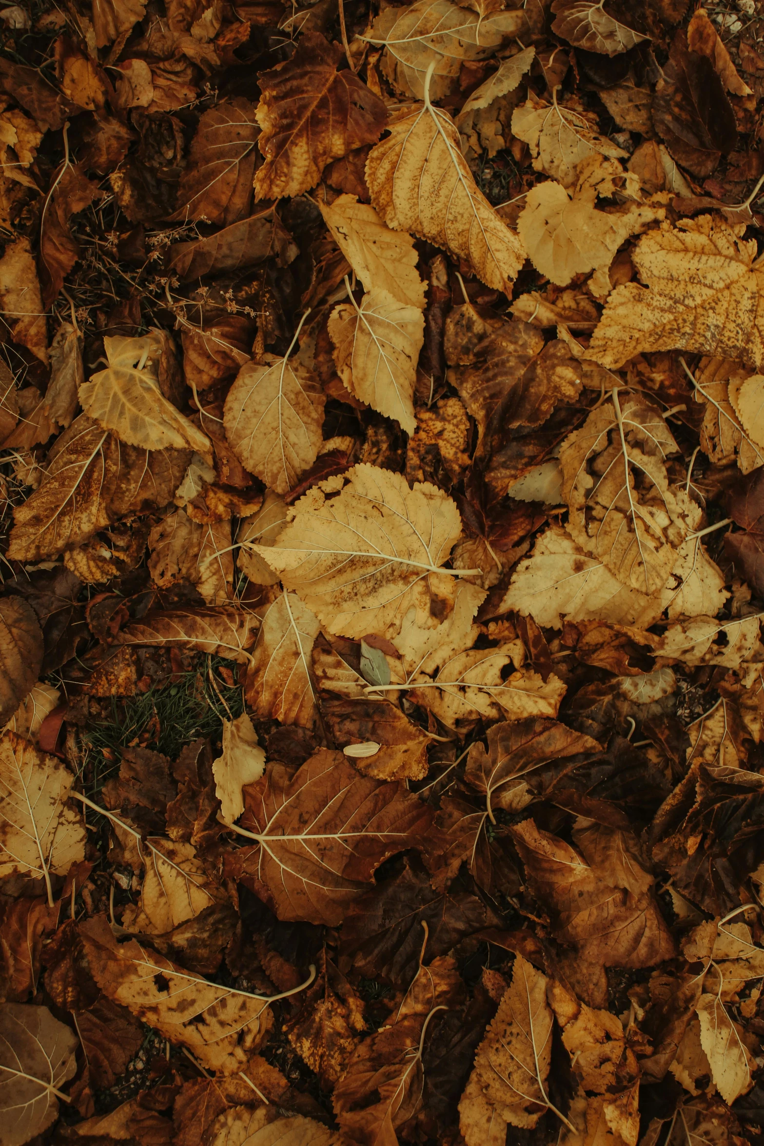 a pile of leaves laying on the ground, an album cover, pexels contest winner, visual art, brown color palette, organic biomass, gold, brown