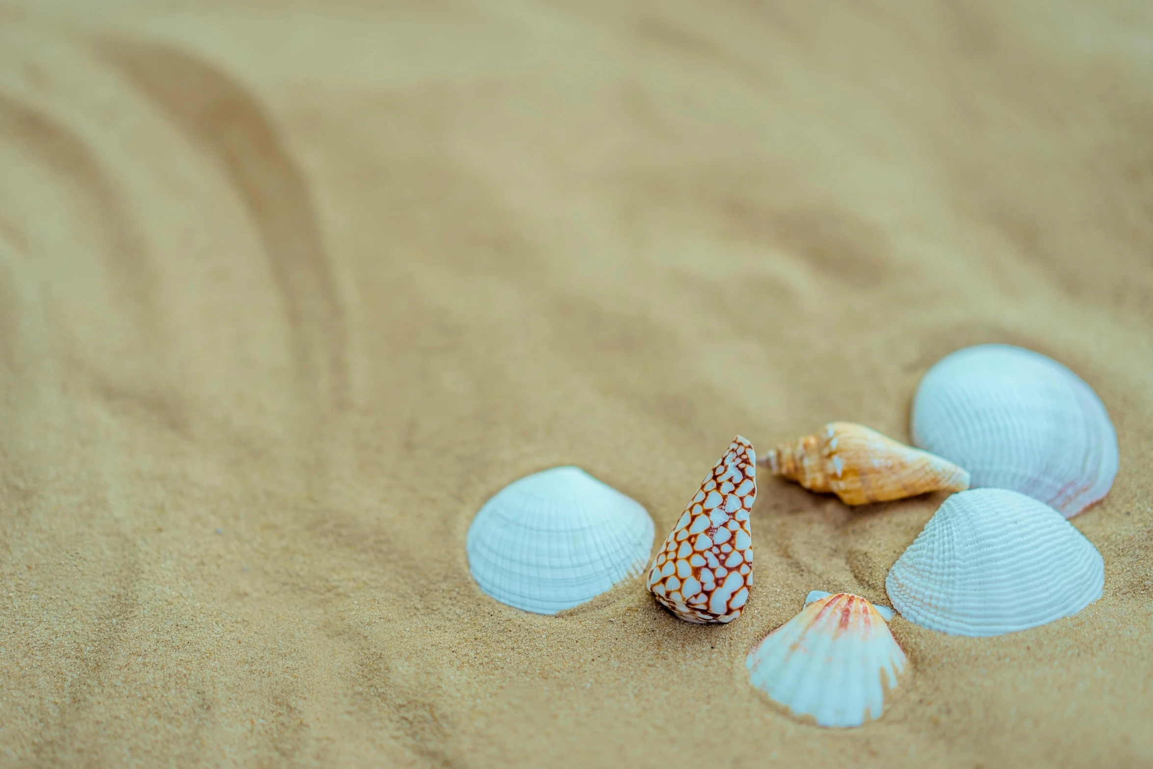 a group of shells sitting on top of a sandy beach, pexels contest winner, minimalism, macro photography 8k, animation, decorated, tans