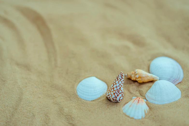 a group of shells sitting on top of a sandy beach, pexels contest winner, minimalism, macro photography 8k, animation, decorated, tans