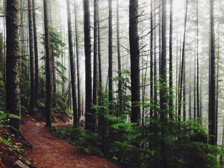 a trail in the woods on a foggy day, a picture, by Jessie Algie, unsplash contest winner, twin peaks, ((trees)), lush vista, trees growing on its body