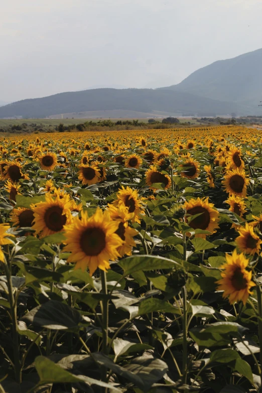 a field of sunflowers with mountains in the background, 2010s, in spain, sprawling, various posed