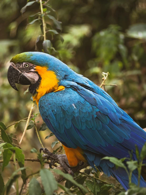 a blue and yellow parrot sitting on top of a tree branch, a portrait, pexels contest winner, in a jungle environment, slide show, 🦩🪐🐞👩🏻🦳, avatar image