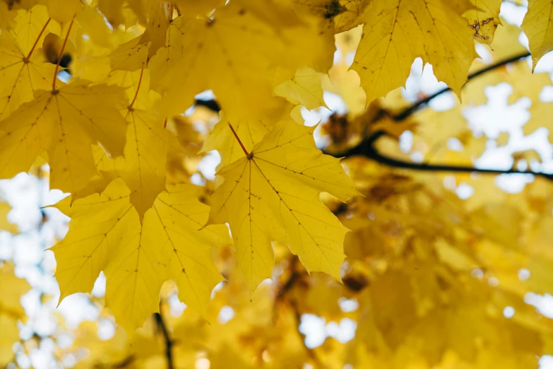 a bunch of yellow leaves hanging from a tree, pexels contest winner, deeply hyperdetailed, thumbnail, shot on 70mm, maple tree