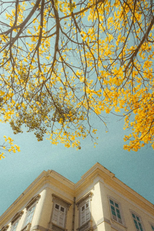 a tall building with a tree in front of it, a colorized photo, inspired by Maxfield Parrish, trending on unsplash, neoclassicism, yellow flowers, in pastel shades, shot from roofline, gold leaves