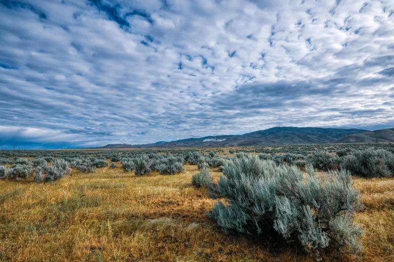 a field with bushes and mountains in the background, by Jessie Algie, unsplash, land art, cirrus clouds, idaho, thumbnail, olive trees