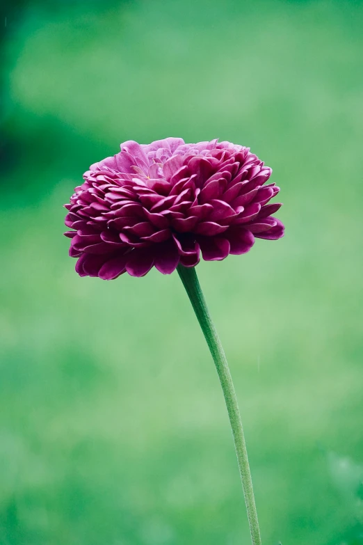 a purple flower sitting on top of a green field, inspired by Clarice Beckett, unsplash, arabesque, curly haired, rich deep pink, made of glazed, fujicolor sample