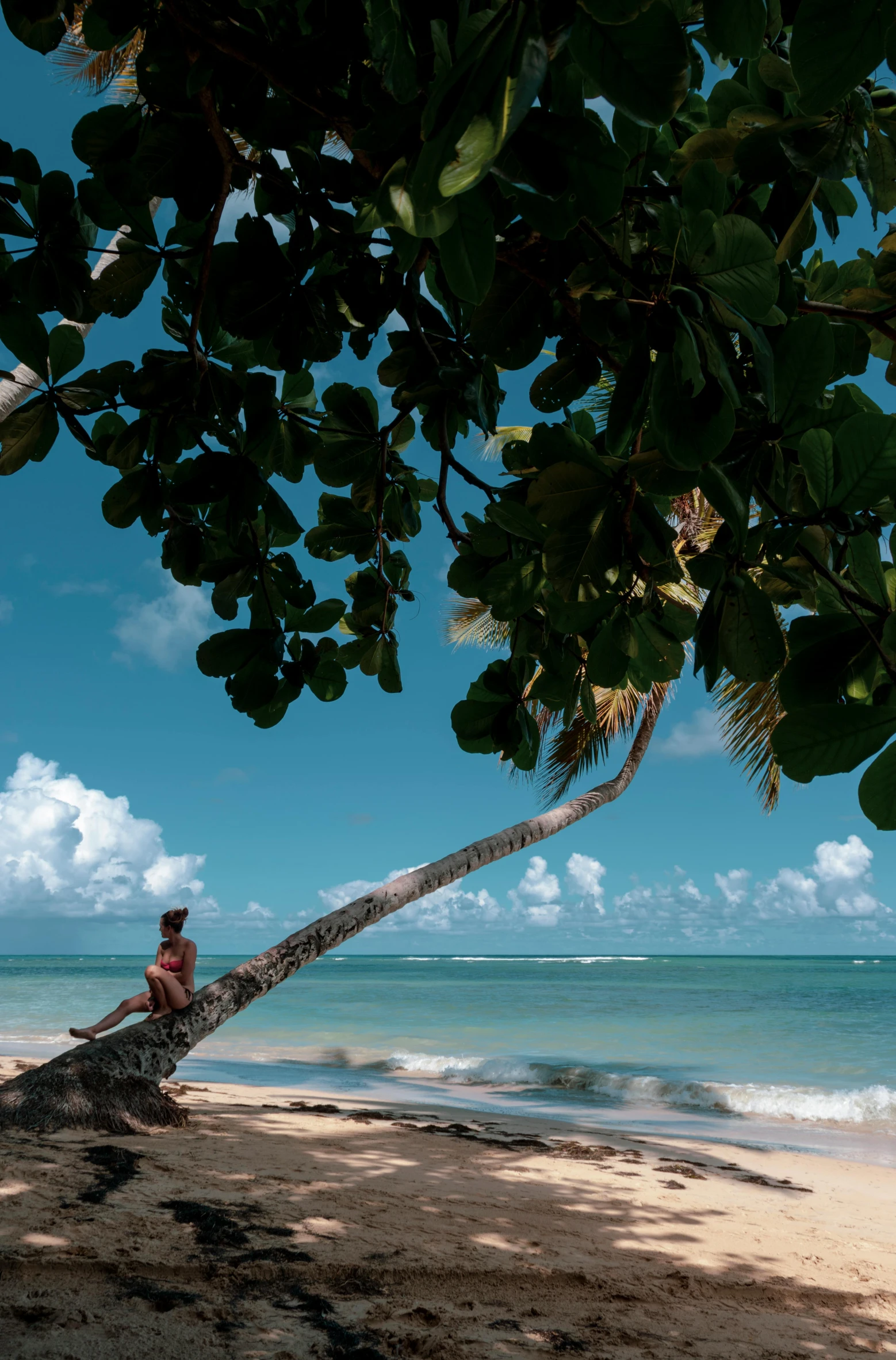 a man sitting on a palm tree on the beach, lush surroundings, clear blue skies, malika favre, at peace