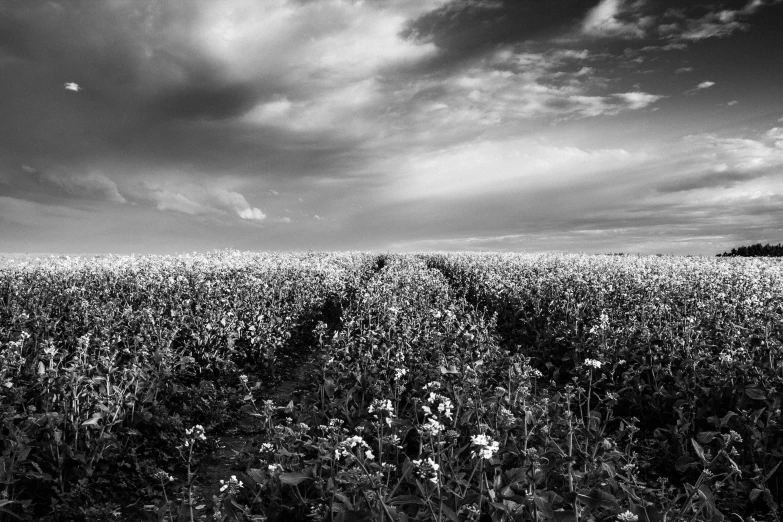 a black and white photo of a field of flowers, by Patrick Pietropoli, farming, cotton clouds, album, illustration