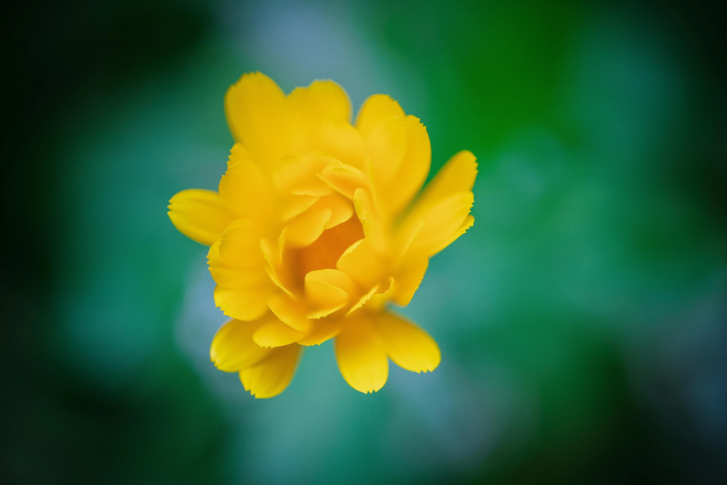 a close up of a yellow flower on a green background, a macro photograph, by Jan Rustem, unsplash, medium format, yellow clouds, soft light - n 9, carnation