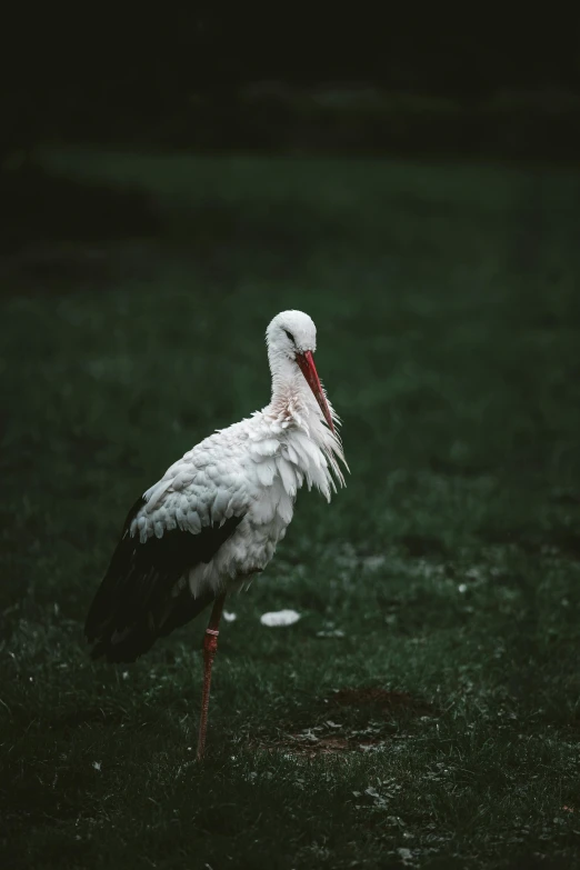 a white bird standing on top of a lush green field, dark photo, big beak, vsco film grain, intense albino