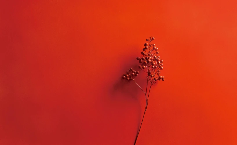 a close up of a plant with a red background, shutterstock contest winner, fantastic realism, shot on hasselblad, gray and orange colours, “berries, minimalist composition