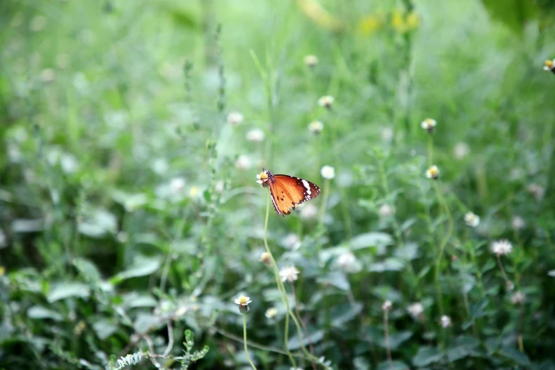 a butterfly that is sitting on a flower, by Sudip Roy, minimalism, in a meadow, in a cottagecore flower garden, fairy circles, hyperealistic photo