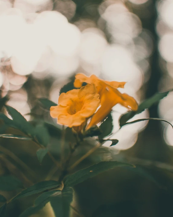 a close up of a yellow flower in a vase, unsplash, photograph captured in a forest, with soft bushes, in the evening, today\'s featured photograph 4k