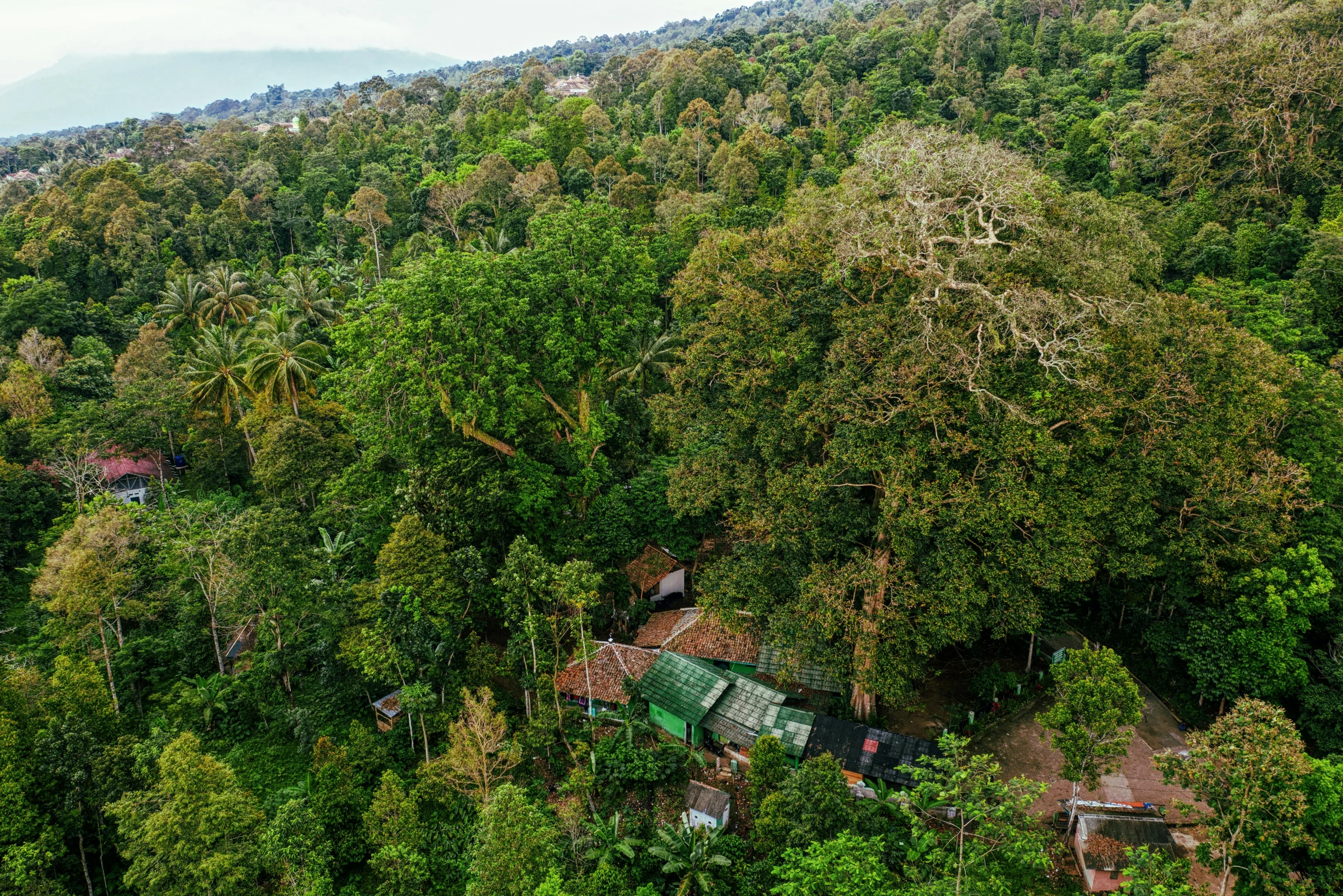 a lush green forest filled with lots of trees, sumatraism, roof with vegetation, bird's eye overhead shot, banana trees, research station