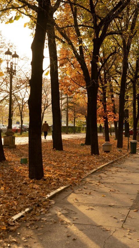 a man riding a skateboard down a sidewalk next to trees, a picture, inspired by Béni Ferenczy, shutterstock, autumnal, in moscow centre, medium format. soft light, square