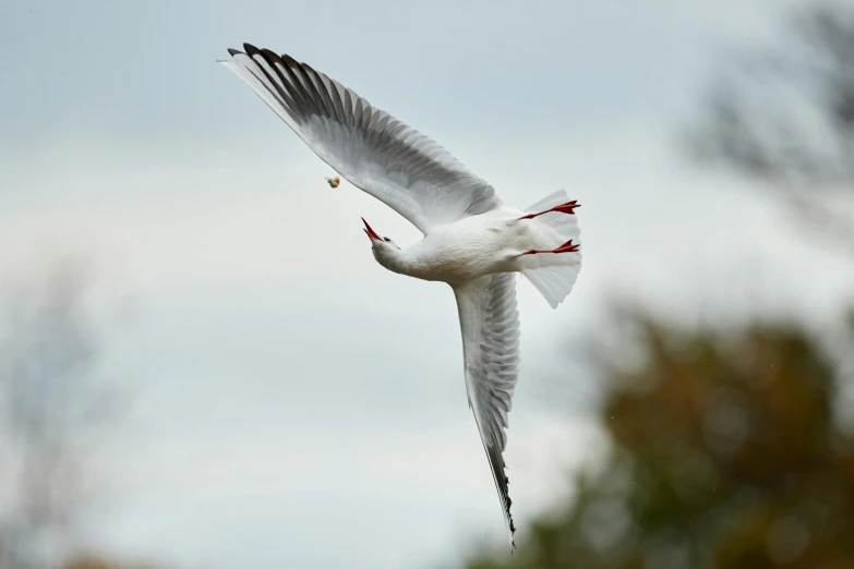 a bird that is flying in the sky, by Peter Churcher, pexels contest winner, arabesque, white male, detailed photo 8 k, ready to eat, smooth shank