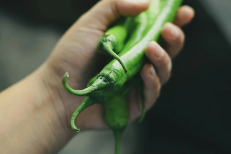 a person holding a green pepper in their hand, inspired by Elsa Bleda, trending on pexels, avatar image, handcrafted, pods, vinesauce