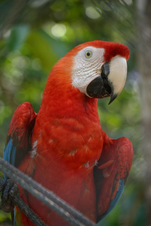 a red parrot sitting on top of a tree branch, a portrait, pexels contest winner, renaissance, tropical, looks at the camera, taken in the late 2000s, a high angle shot