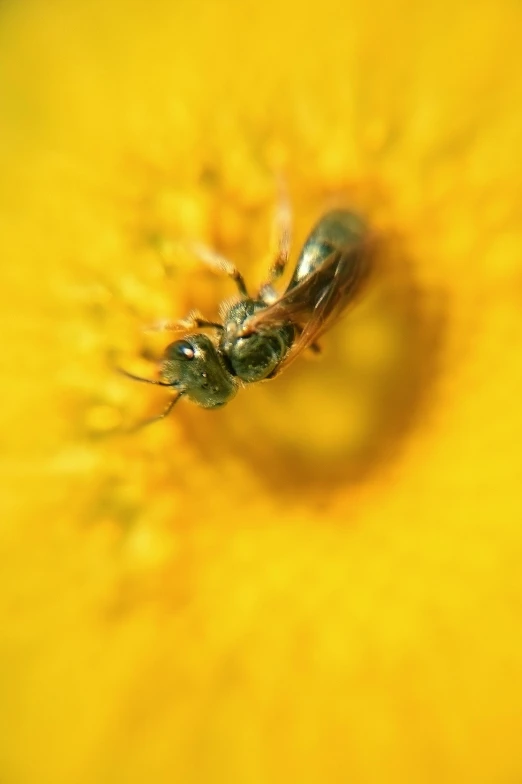 a bee sitting on top of a yellow flower, a macro photograph, by Yasushi Sugiyama, slide show, emerald, ilustration, sun