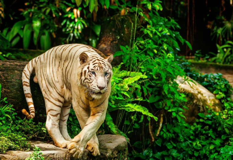 a white tiger walking across a lush green forest, a marble sculpture, pexels contest winner, sumatraism, dressed in a beautiful white, malaysian, a blond, trending on