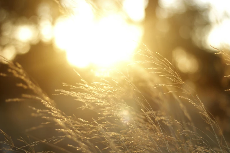 a close up of some grass with the sun in the background, unsplash, romanticism, gold light, golden hour 8k, sepia sun, instagram photo