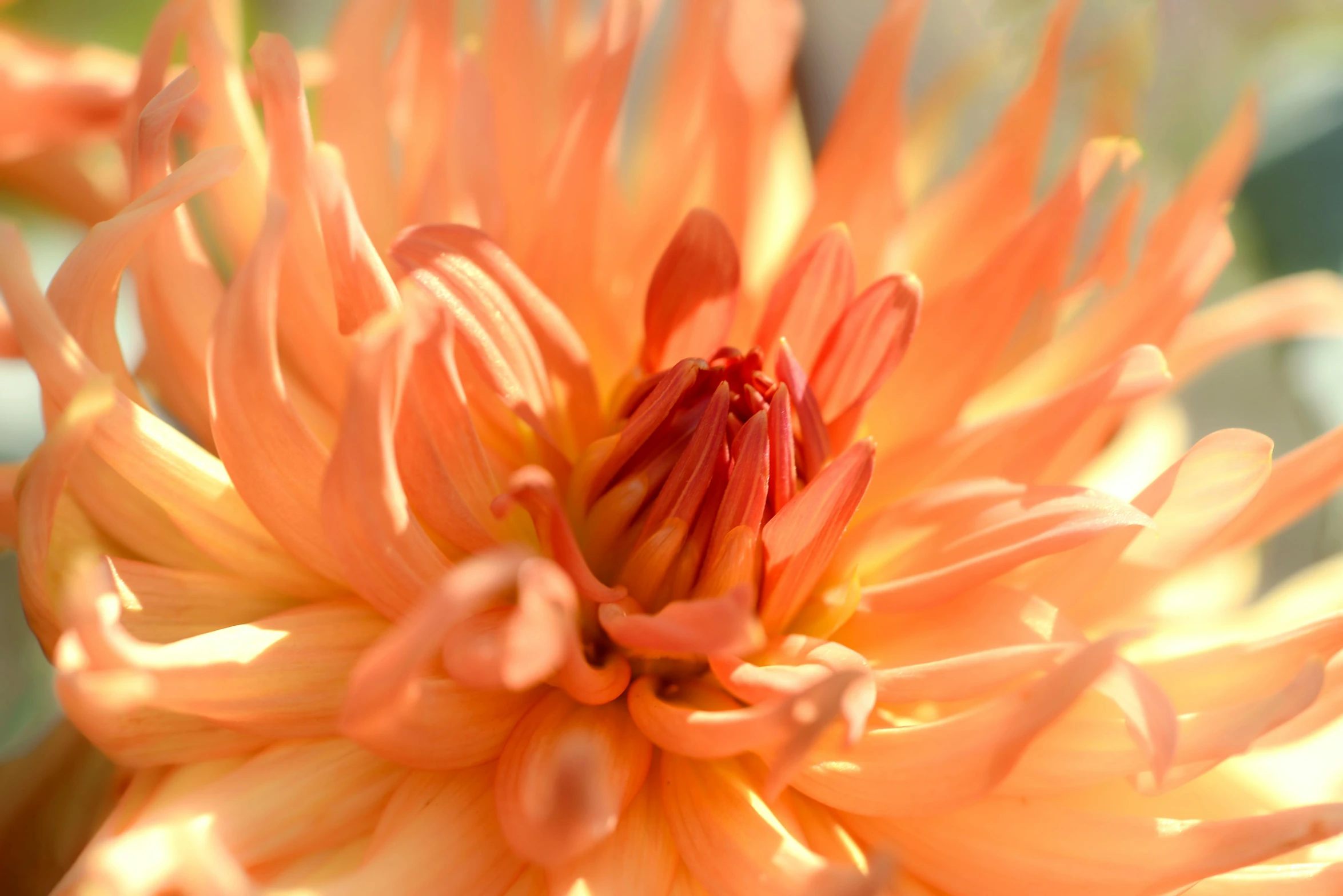 a close up of a flower with a blurry background, light orange mist, dahlias, intricate features, full product shot