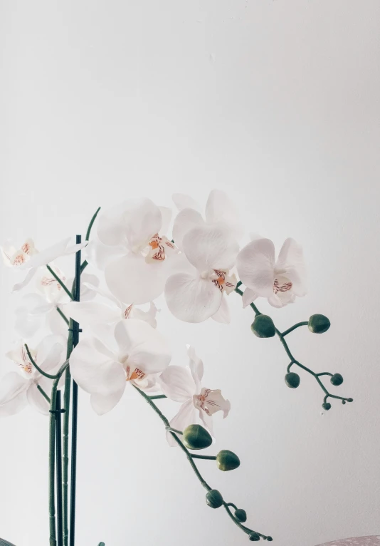 a vase filled with white flowers on top of a table, by Grace Polit, trending on unsplash, minimalism, orchid stems, organic detail, ilustration, instagram post