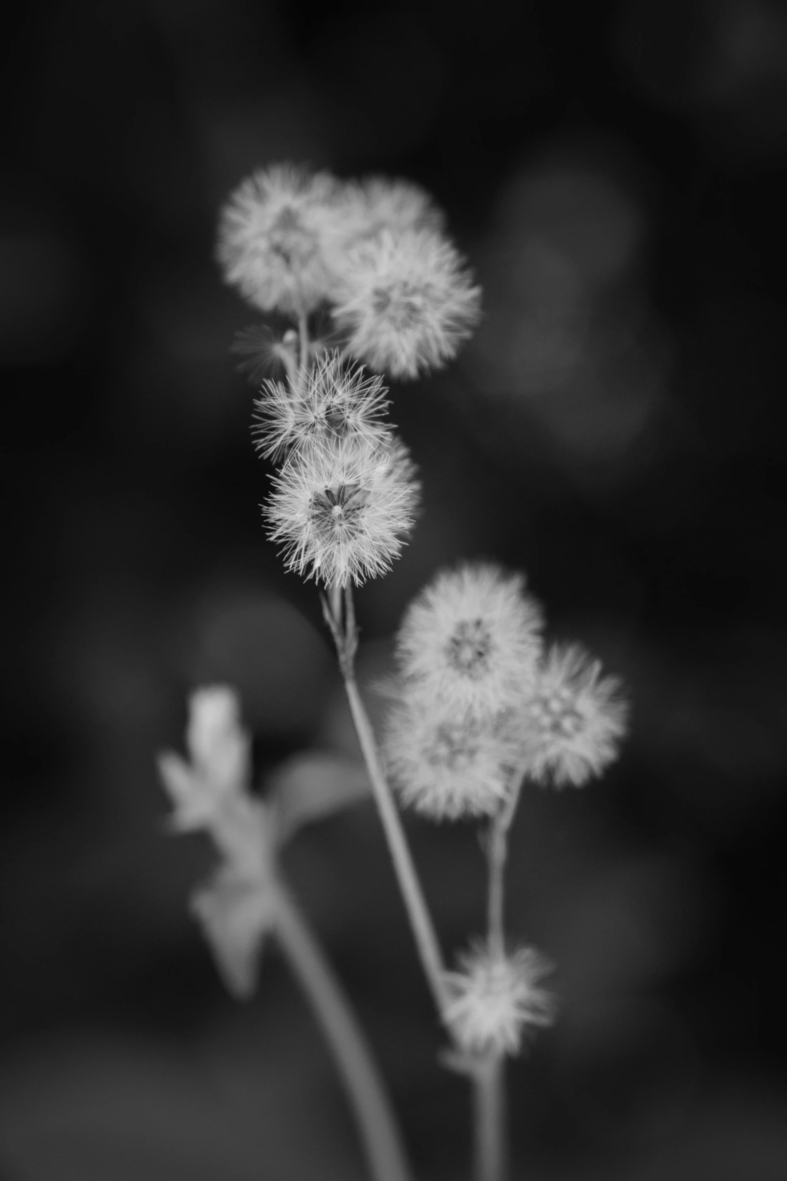 a black and white photo of some flowers, by Andrew Domachowski, weeds, ((portrait)), fluffy, 中 元 节