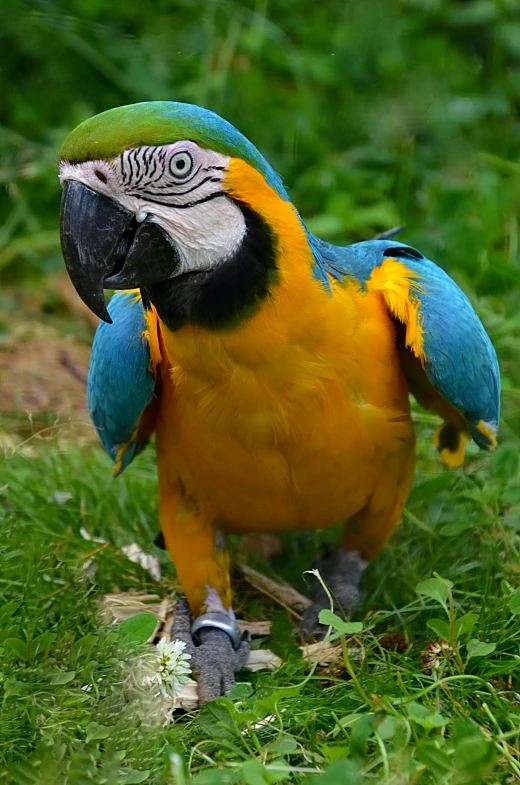 a colorful parrot standing on top of a lush green field, in blue and yellow clothes, cocky smirk, taken in the late 2000s, up-close