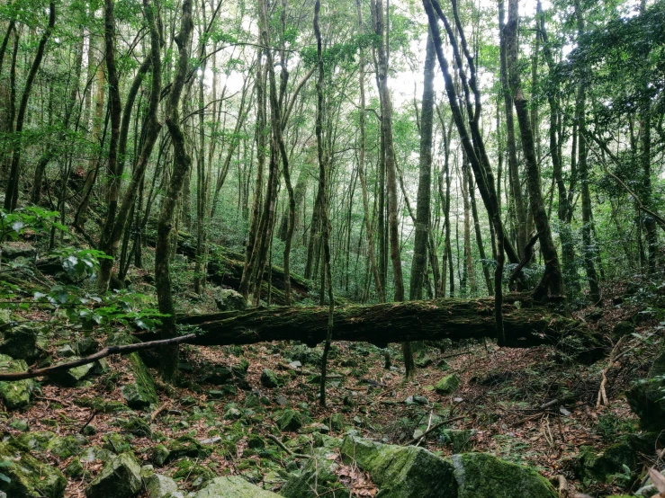 a fallen tree in the middle of a forest, by Gigadō Ashiyuki, unsplash, mingei, shot with iphone 1 0, panorama, rocky environment, ehime