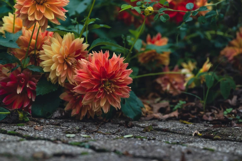 a bunch of flowers that are on the ground, by Carey Morris, unsplash, dahlias, paved, muted fall colors, shot on sony alpha dslr-a300