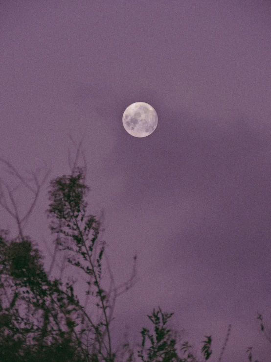 a full moon in a purple sky with trees in the foreground, an album cover, trending on unsplash, aestheticism, ☁🌪🌙👩🏾, grainy vintage, zoomed in shots, overcast