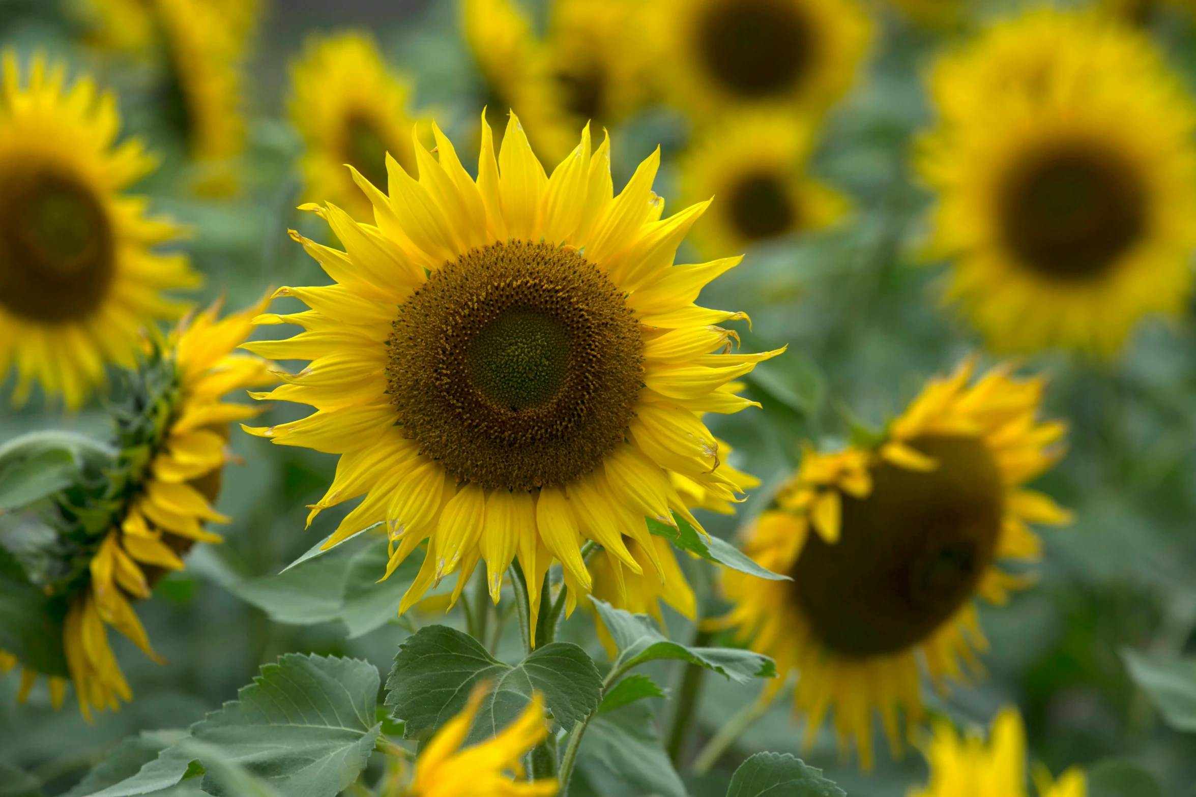 a field of yellow sunflowers with green leaves, full shot photograph, grey, shot with sony alpha 1 camera, single