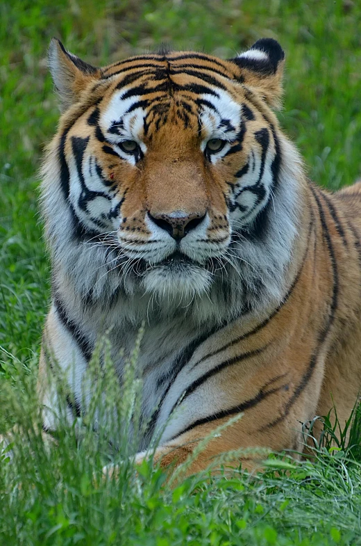 a tiger that is laying down in the grass, flickr, staring at you, an afghan male type, zoomed in shots, in majestic