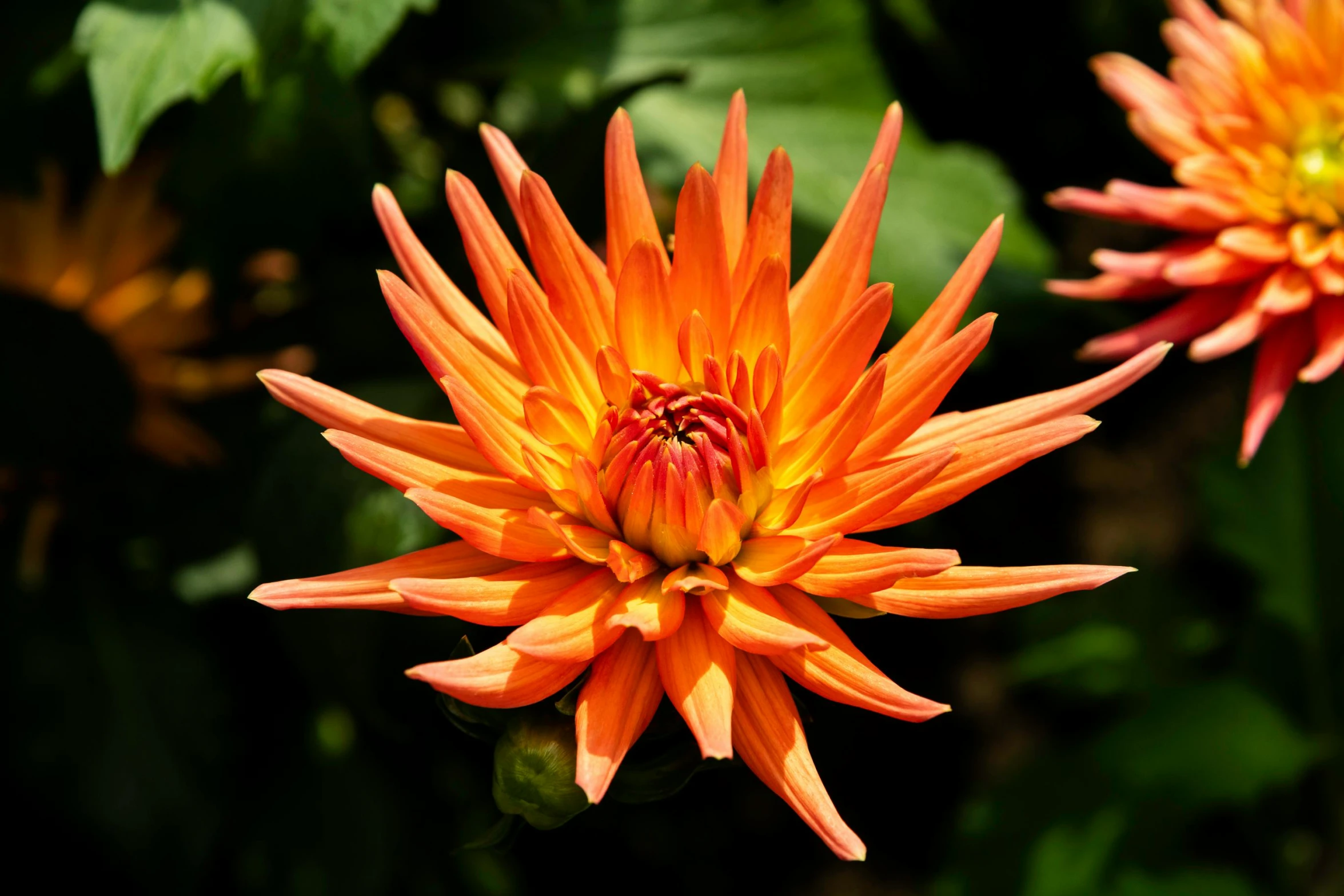 two orange flowers with green leaves in the background, by Gwen Barnard, pexels, dahlias, often described as flame-like, against dark background, slide show