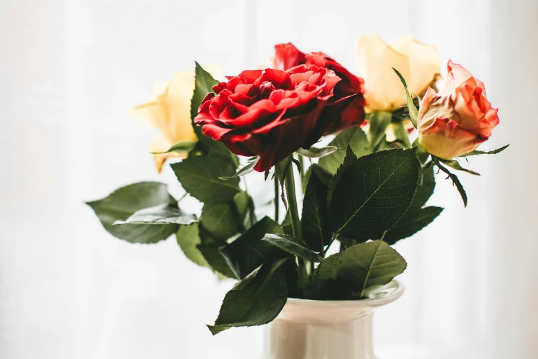 a white vase with red and yellow roses in it, unsplash, close together, various posed, detail shot, red rose