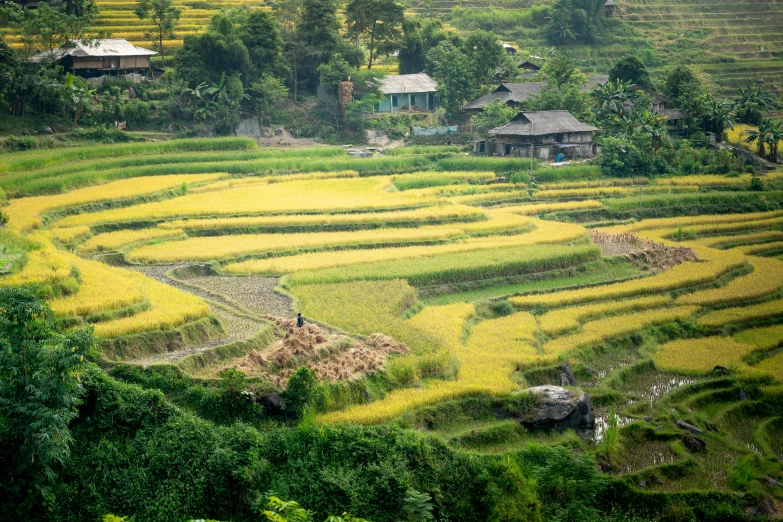 a couple of houses sitting on top of a lush green hillside, by Daniel Lieske, pexels contest winner, sumatraism, vietnam war, avatar image