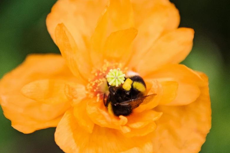 a bee sitting on top of an orange flower, by Phyllis Ginger, unsplash, hurufiyya, medium format, black, full frame image