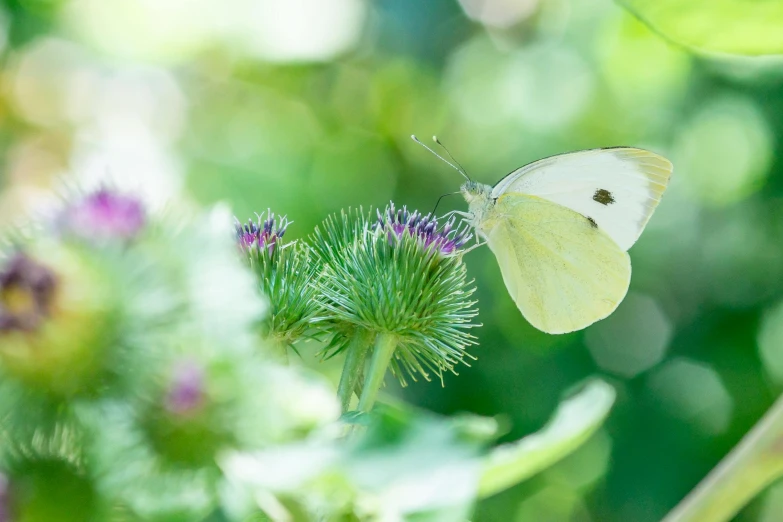 a butterfly that is sitting on a flower, unsplash, pale green glow, thistles, in a verdant garden, beautifully bright white