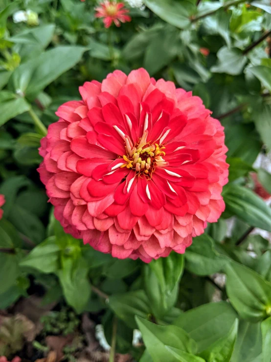 a red flower sitting on top of a lush green plant, on display, square, pink and orange, no cropping
