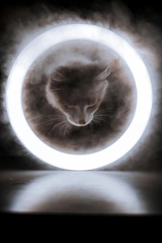a cat that is inside of a ring of smoke, a hologram, by Adam Marczyński, pexels contest winner, reflection of the moon, wheels, centered in portrait, white light