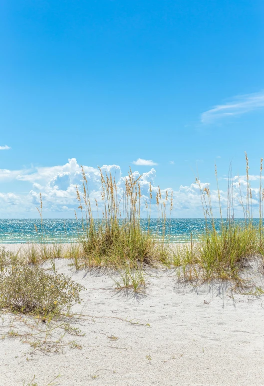 a view of the beach from the sand dunes, by Kristin Nelson, trending on unsplash, clear blue skies, square, florida, lianas