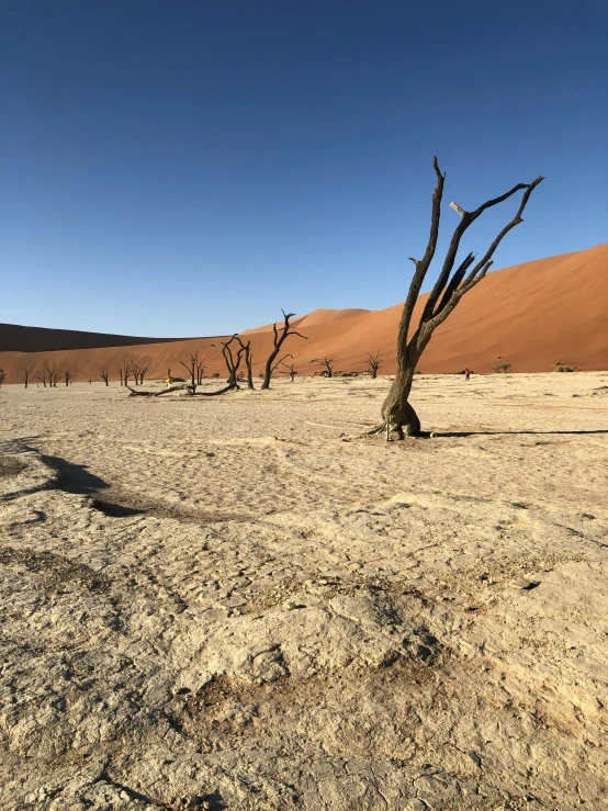 a dead tree in the middle of a desert, a picture, by Terese Nielsen, some fallen trees, dry archways, tourism, 8 k -