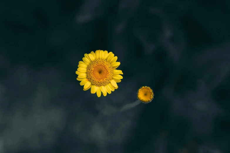 a yellow flower sitting on top of a lush green field, a picture, by Matthias Stom, unsplash contest winner, minimalism, floating in space, on a dark background, chrysanthemum eos-1d, high above the ground