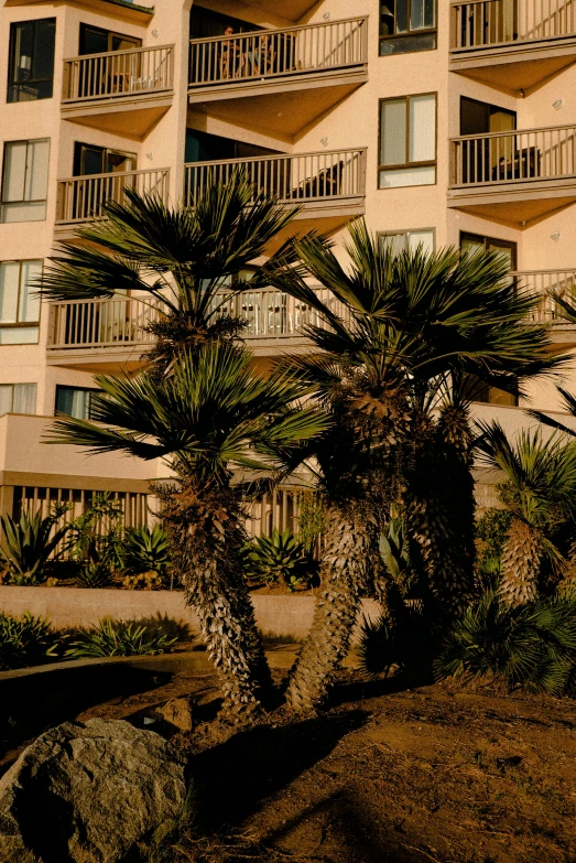 a building with balconies and palm trees in front of it, golden hour in pismo california, lush gnarly plants, telephoto vacation picture, 1999 photograph