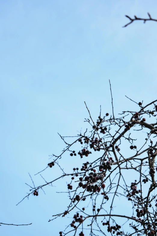 a bird sitting on top of a tree branch, an album cover, by Niko Henrichon, unsplash, minimalism, cloudless blue sky, wild berries, withered, in the winter